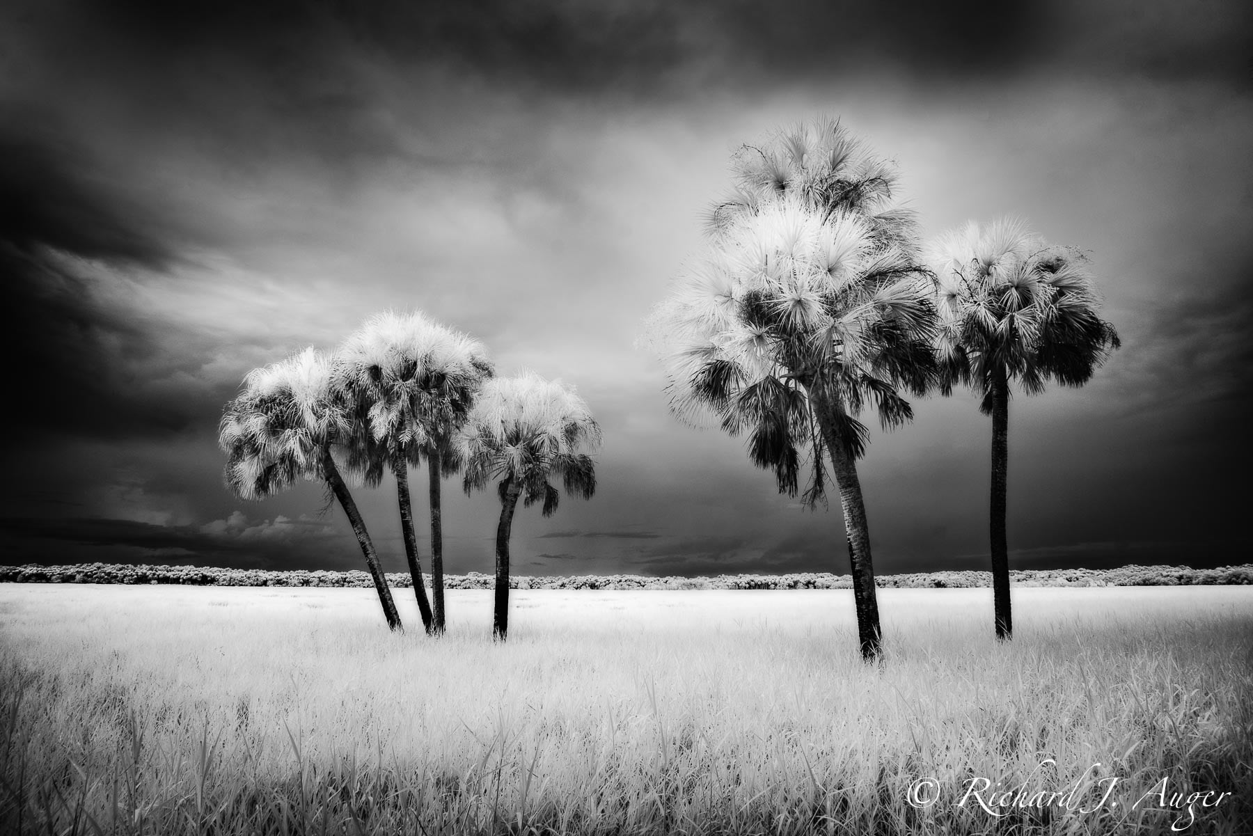 Black and White Florida Gallery Florida Landscape and Nature
