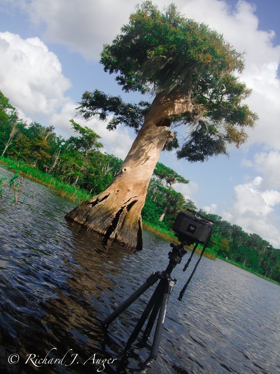 Blue Cypress Lake. Photo by Richard Auger.