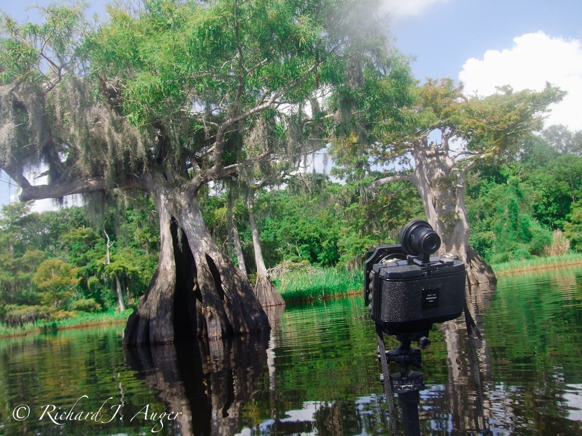 Blue Cypress Lake. Really high water here, with gators to the left and right. Photo by Richard Auger.