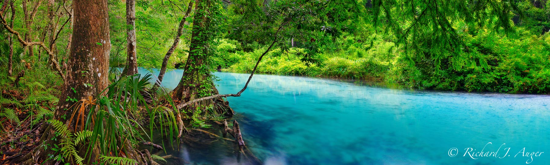 Weeki Wachee River Run Central West Florida Florida Landscape Photography By Richard Auger