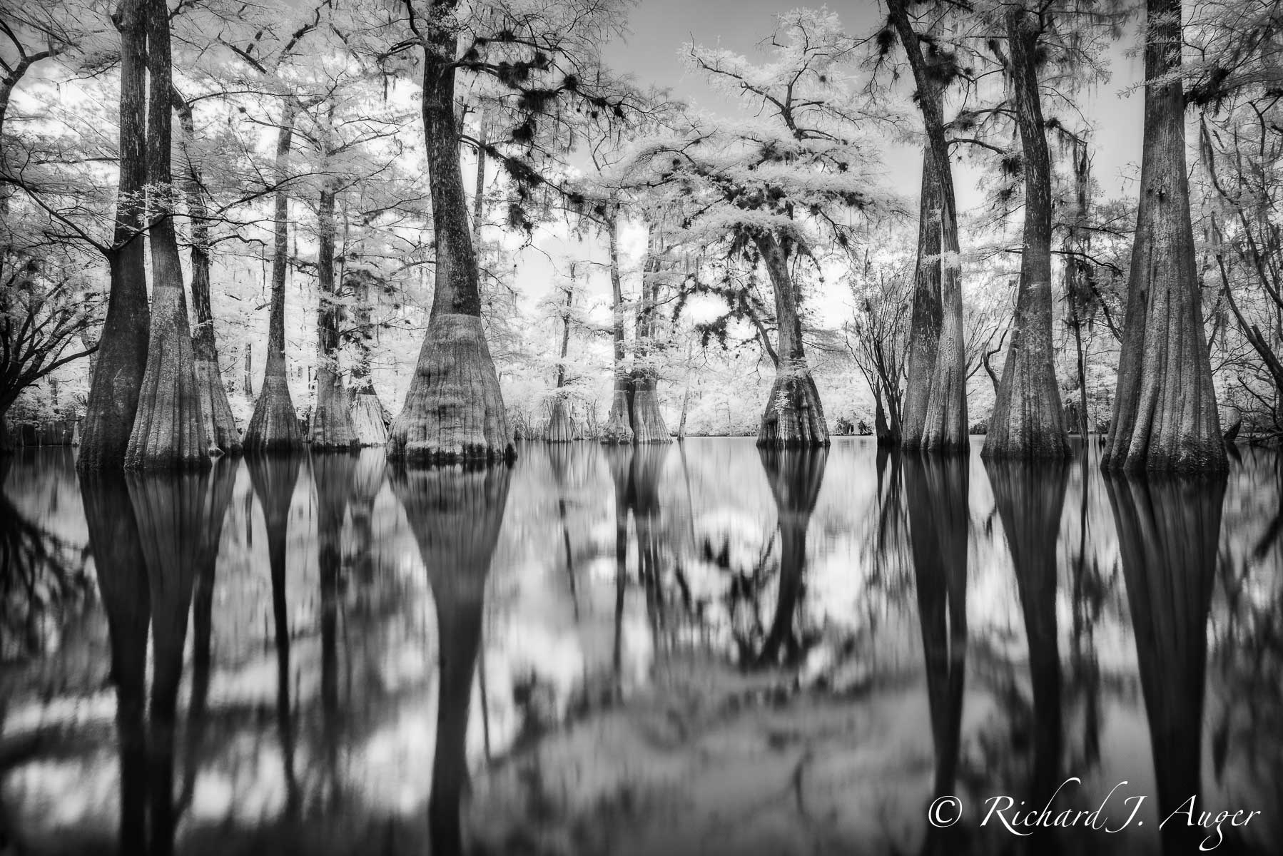 Suwannee River, Florida, Cypress, Swamp, Reflections, nature, water, photographer, black and white