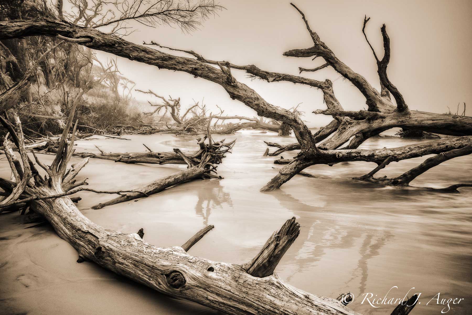 Big Talbot Island State Park, Florida, Driftwood, Long Exposure, Fog, Landscape, Photograph, Sepia, Infrared