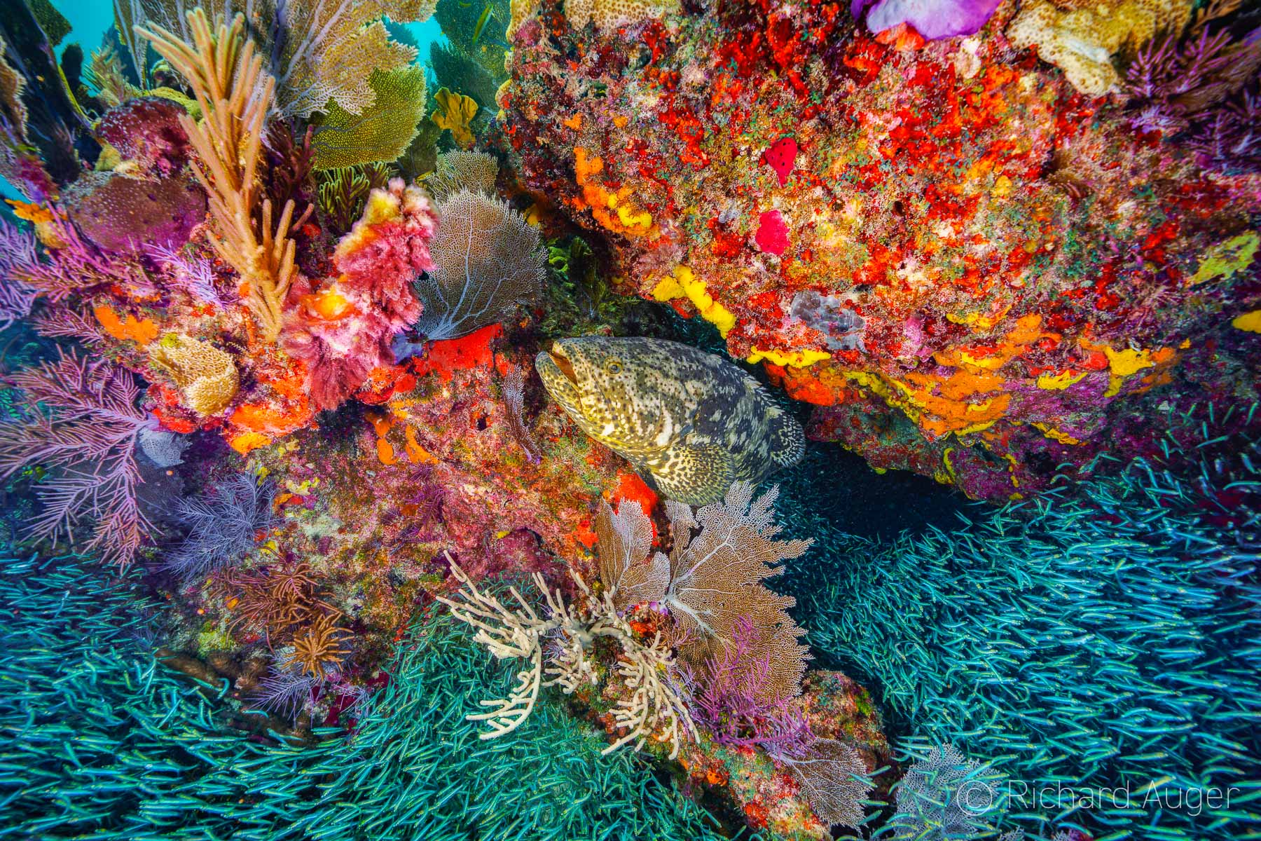 Goliath Grouper, Minnows, Reef, Banana Patch Reef, Key Largo, Florida Keys, Underwater Photography, Scuba