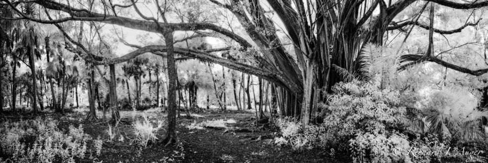 Banyan Tree, Riverbend Park, Jupiter, Florida, Photographer, Forest, Fog, Black and White, Nature, Panorama