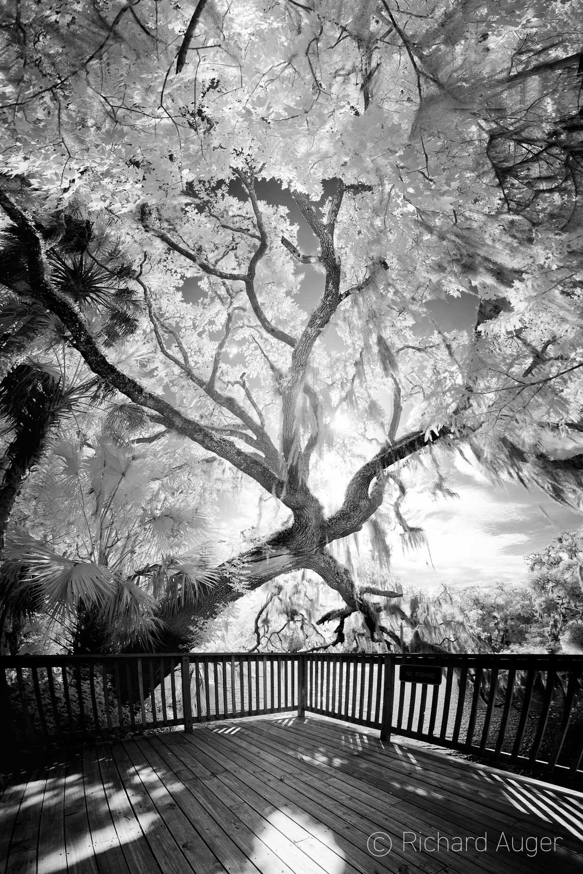 Blue Springs State Park, Florida, Boardwalk, Oak Tree, Black and White, Backlighting
