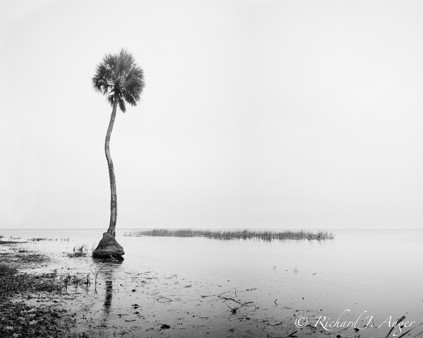 Lake George, Florida, Ocala National Forest, Black White, Fog, Conceptual, Photography, Film, Water, Calm