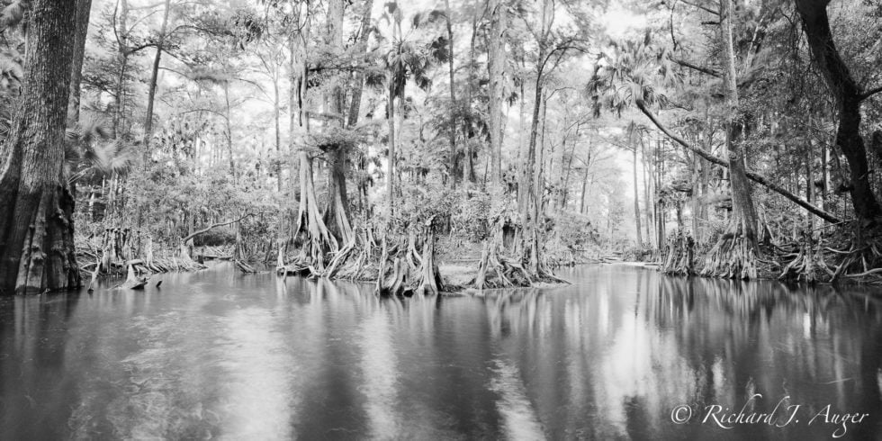 Loxahatchee river, Florida, Swamp, Cypress, Monochrome, Black and White, Photograph, River